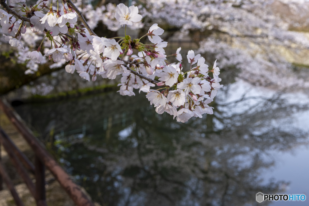 桜①