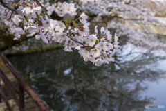 桜①