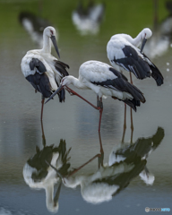 コウノトリ⑱ コウノトリ⑱