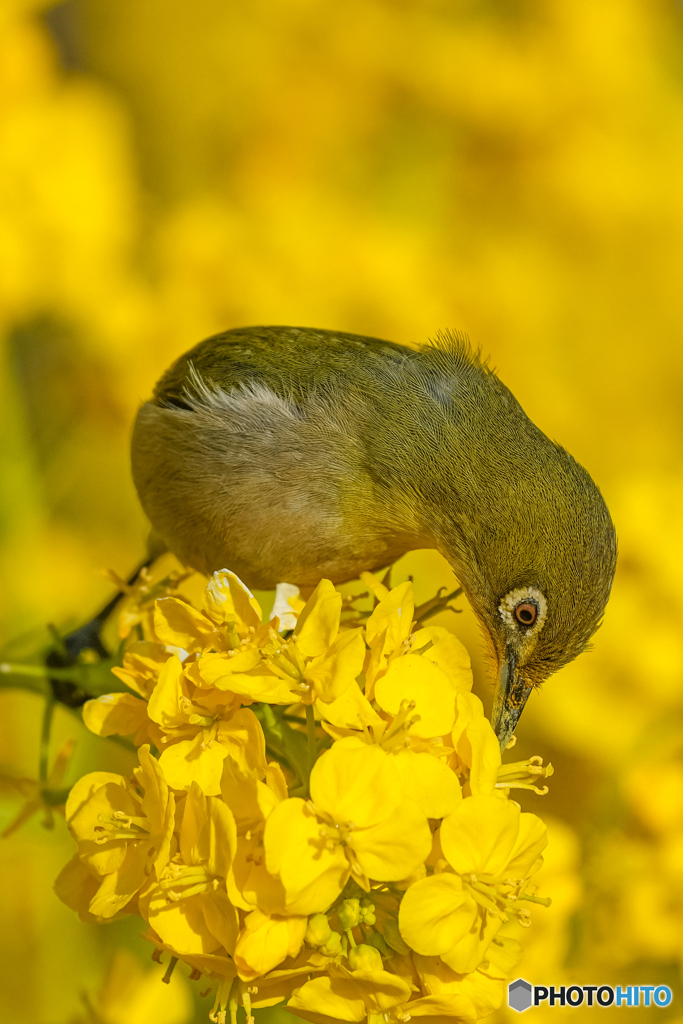 菜の花とメジロ⑩