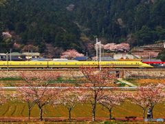 ドクターイエローと桜