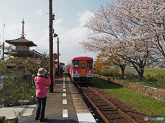 北条鉄道と桜②