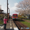北条鉄道と桜②