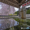 厄除八幡宮①