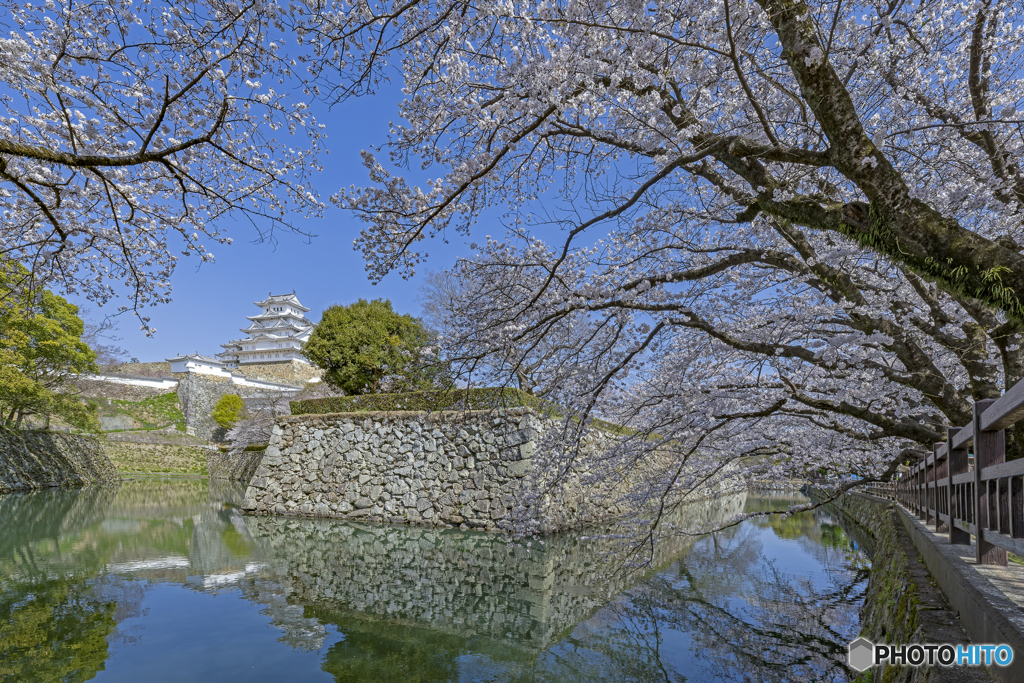 姫路城と桜⑥