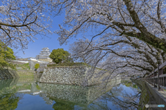姫路城と桜⑥