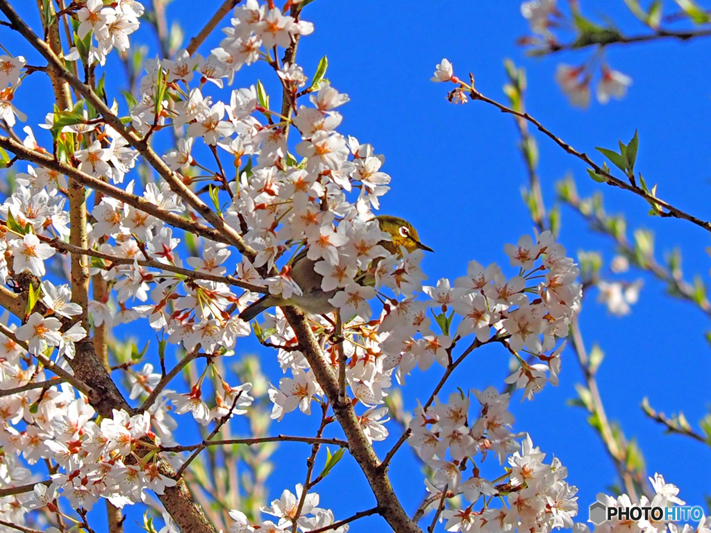 樽見の大桜②