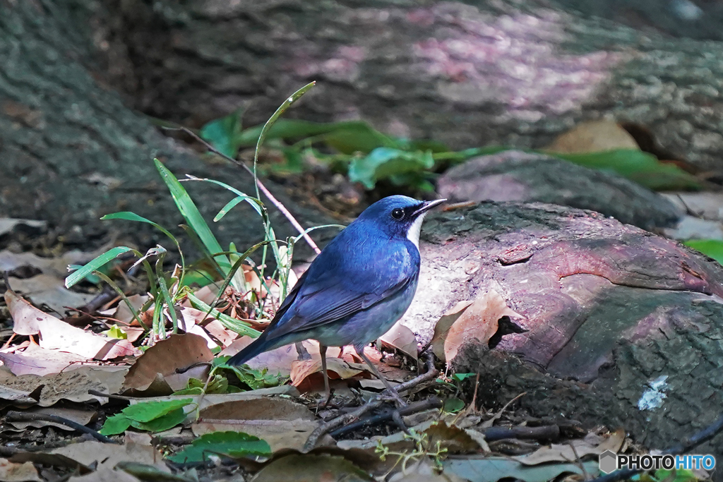 コルリ♂①