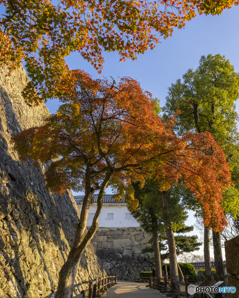 姫路城の紅葉①