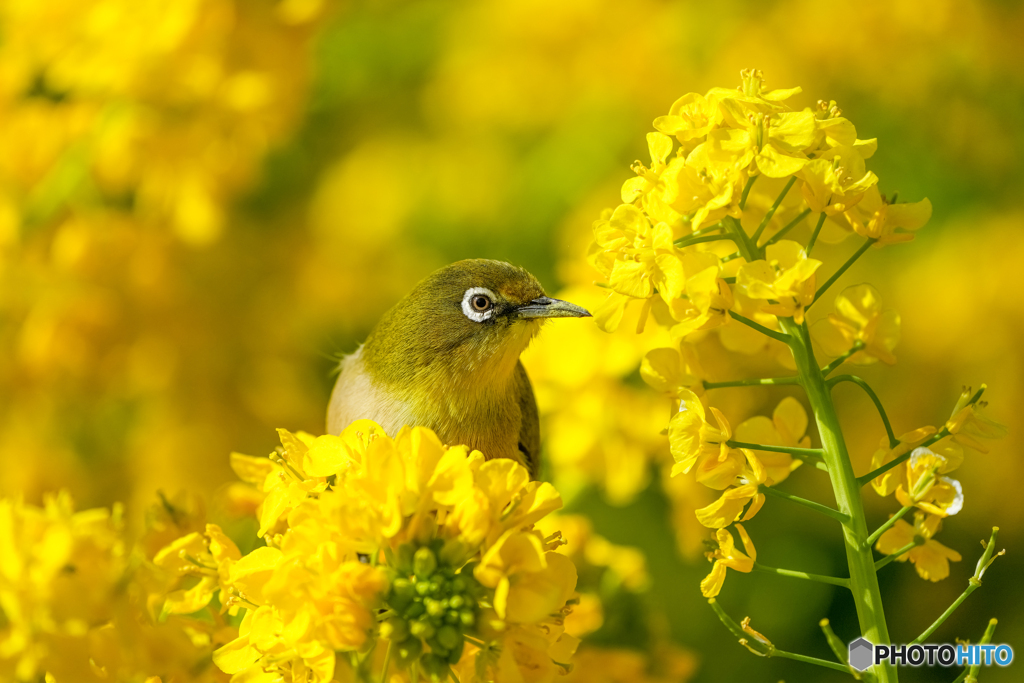 菜の花とメジロ④