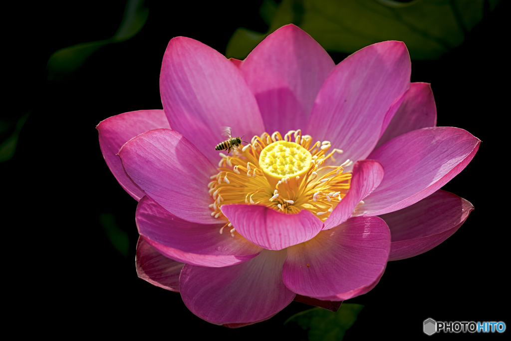蓮の花