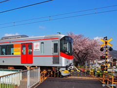 山陽電車と桜①