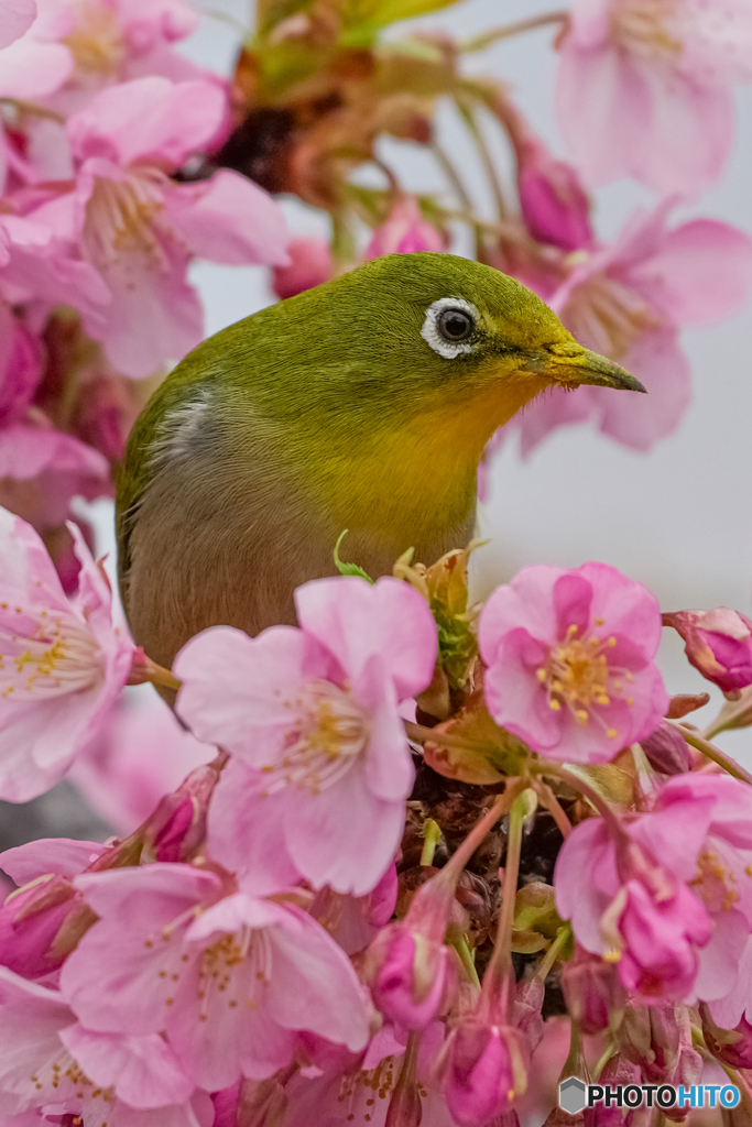 河津桜とメジロ⑨