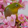 河津桜とメジロ⑨