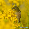 菜の花とメジロ①