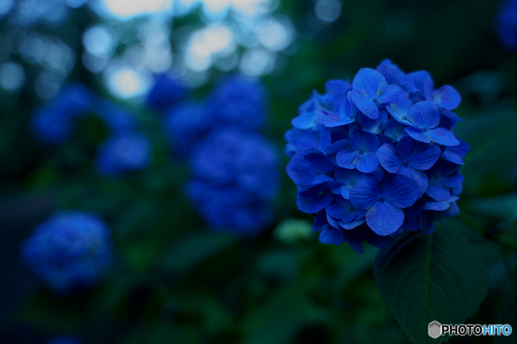紫陽花