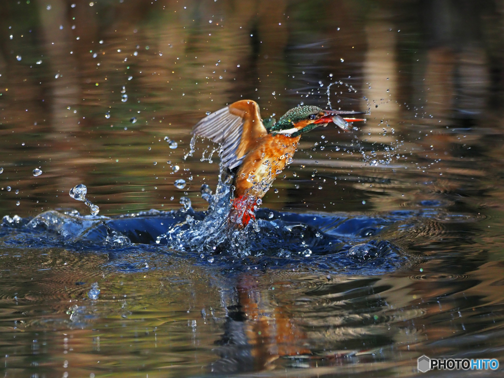 カワセミ　離水Ⅱ