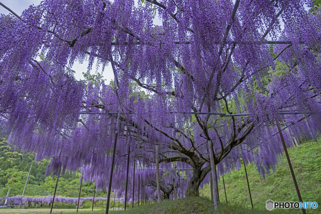 白毫寺①