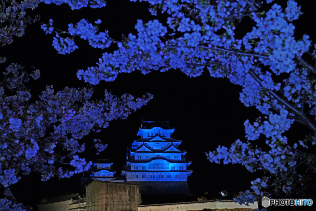 姫路城と桜②