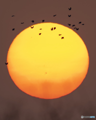 夕日