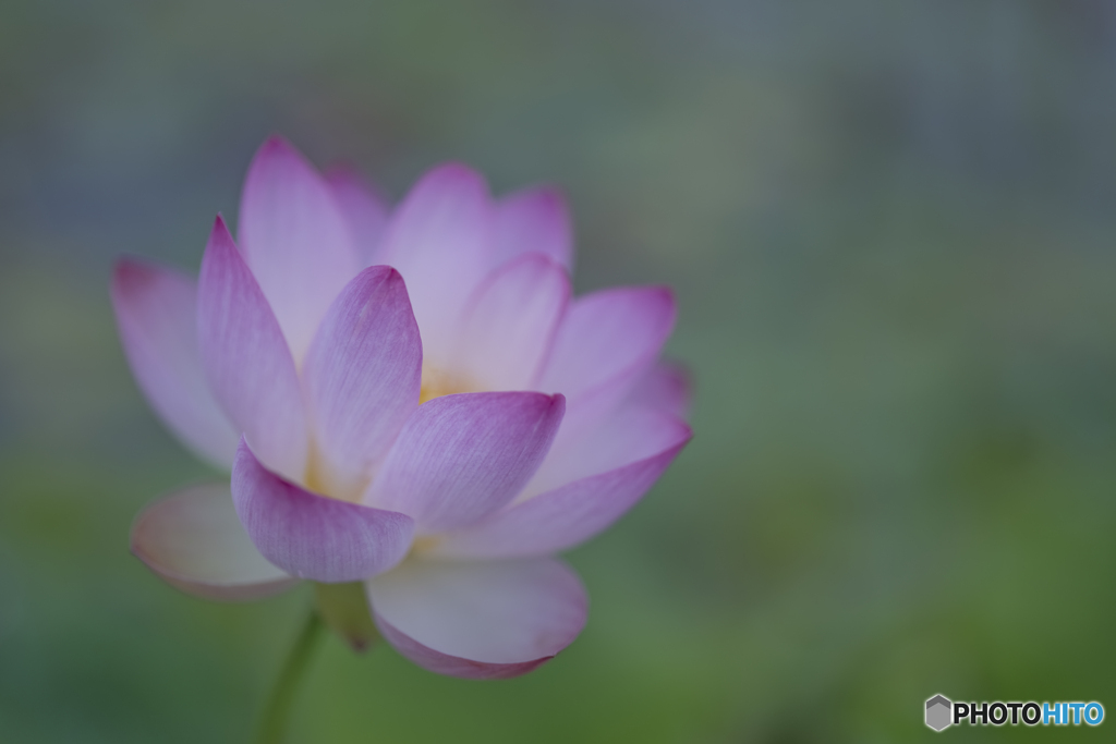 蓮の花⑥