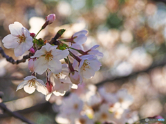 桜