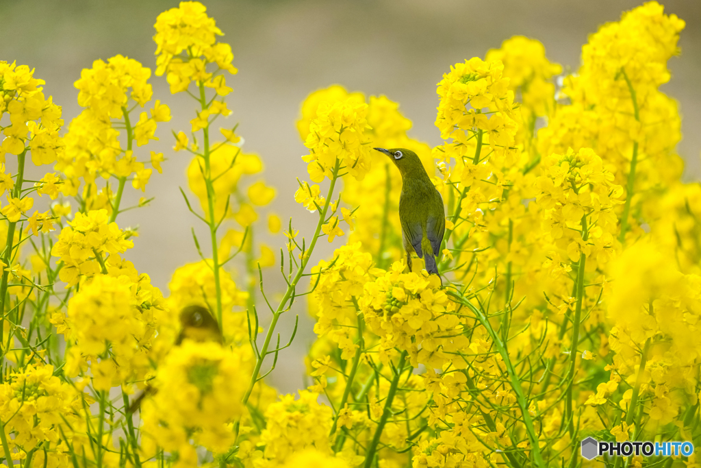 菜の花とメジロ