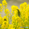 菜の花とメジロ