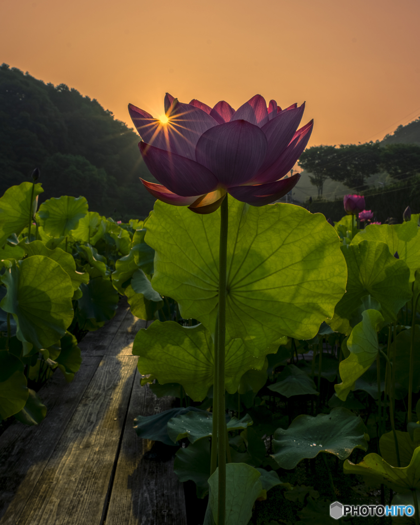 蓮の花①