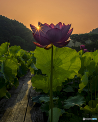 蓮の花①