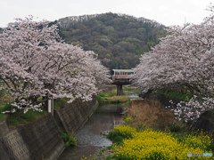 姫新線と桜①