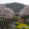 姫新線と桜①