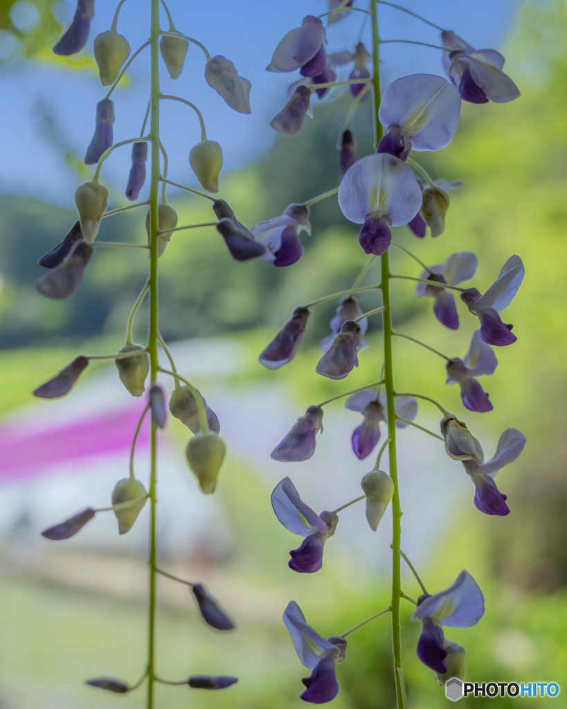 芝桜の小道①