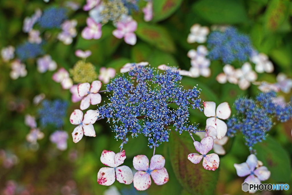 紫陽花①