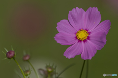 コスモス畑③