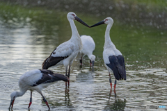 コウノトリ⑫ コウノトリ⑫