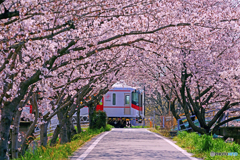 山陽電車と桜