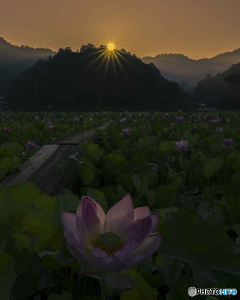 朝日と蓮の花①