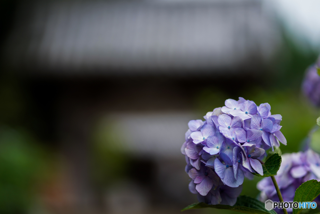 紫陽花