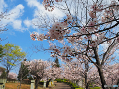 手柄山の桜②