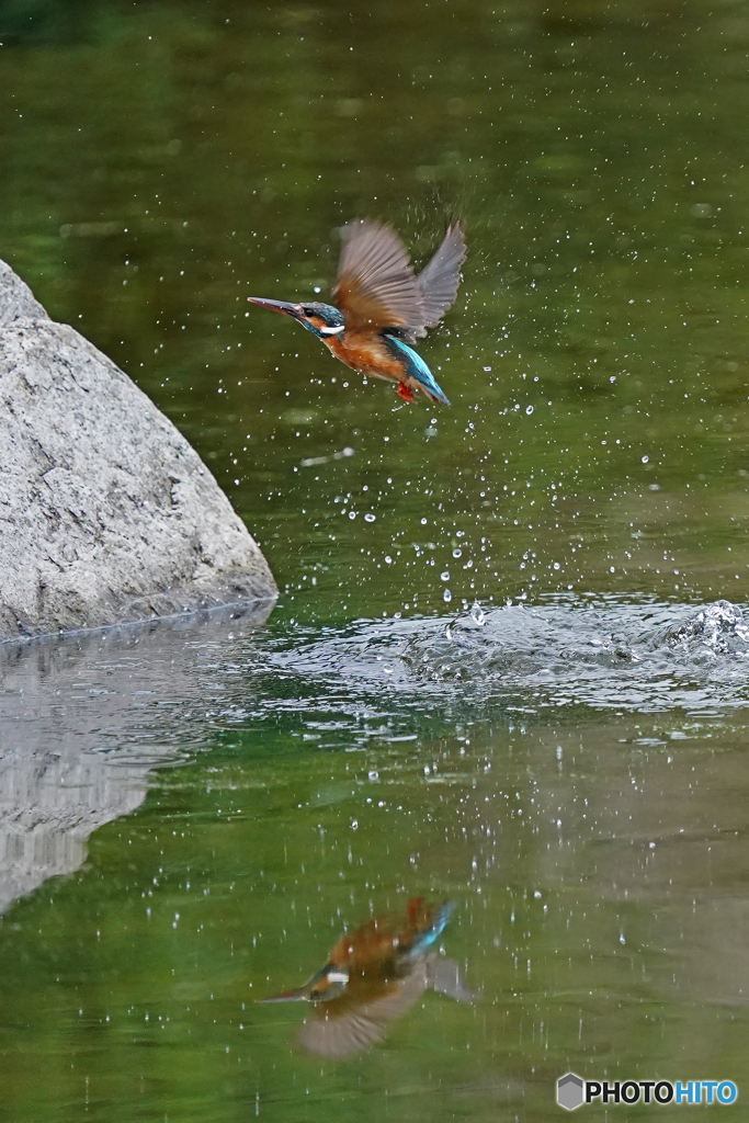 カワセミ