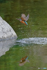 カワセミ