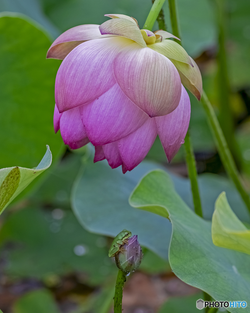 蓮の花とアマガエル②