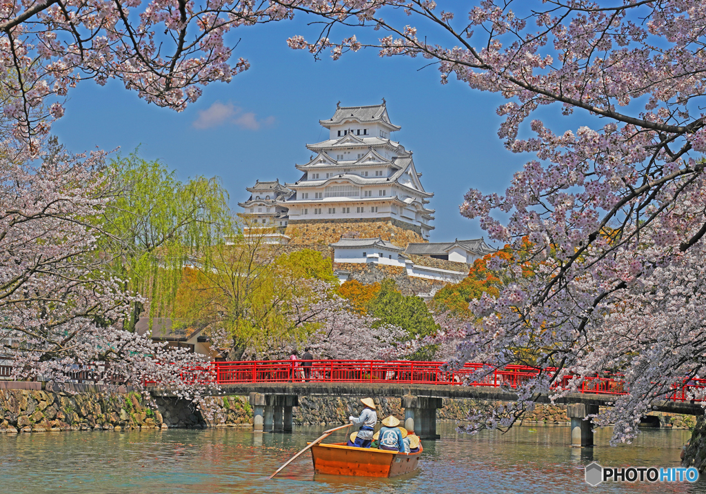 姫路城と桜Ⅲ