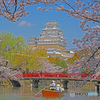 姫路城と桜Ⅲ