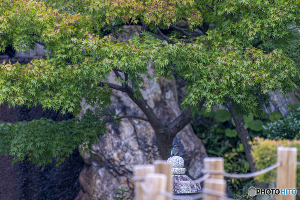 カワセミ③
