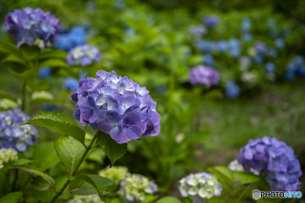 見野古墳の紫陽花③