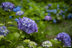 見野古墳の紫陽花③
