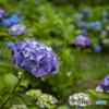 見野古墳の紫陽花③