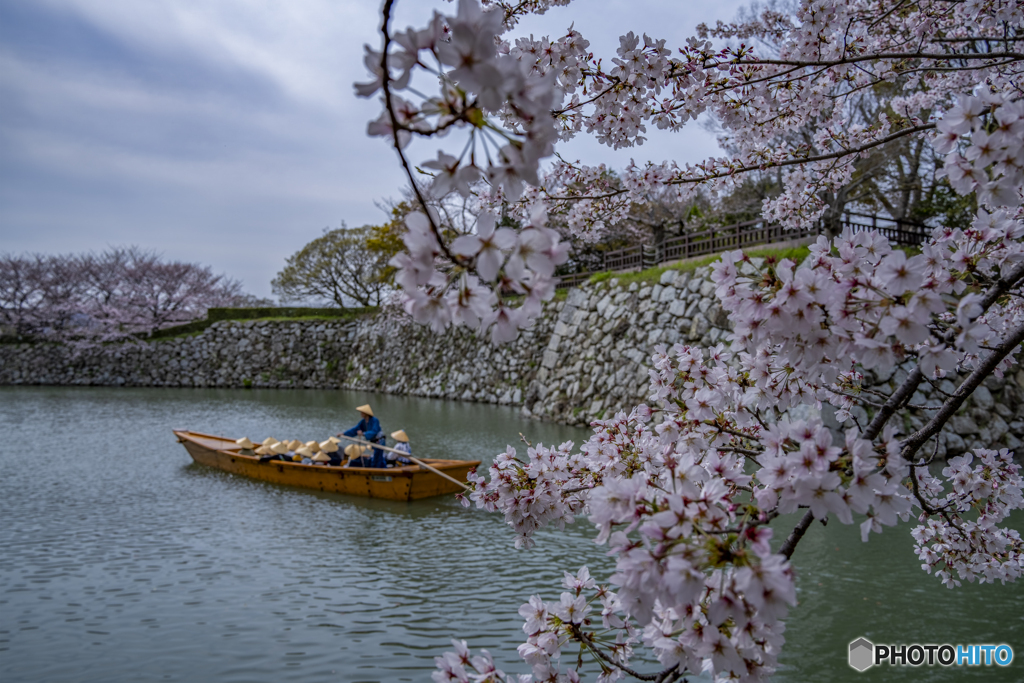 和船と桜①